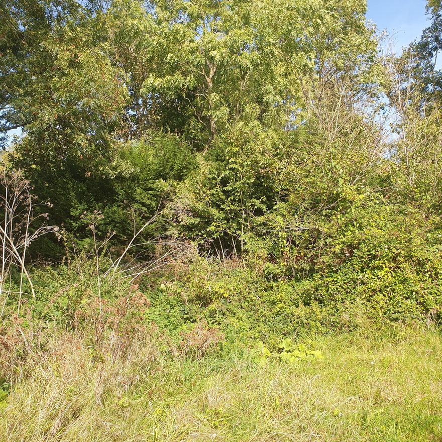 Overgrown Vegetation